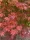 Japán juhar - Acer × pseudosieboldianum "North Wind" (Jack Frost® sorozat) - K3
