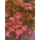Japán juhar - Acer × pseudosieboldianum "North Wind" (Jack Frost® sorozat) - K3