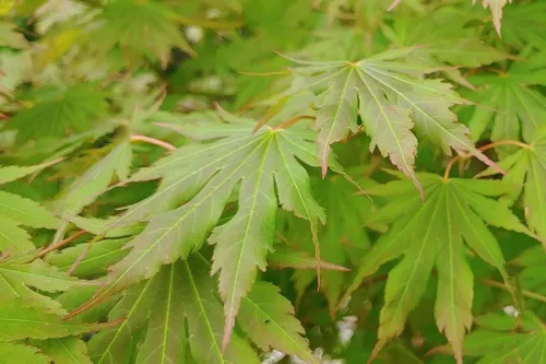 Japán juhar - Acer × pseudosieboldianum "North Wind" (Jack Frost® sorozat) - K3