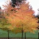 Japán Katsurafa - Cercidiphyllum japonicum