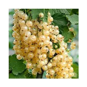 Fehér ribizli - Ribes rubrum " Witte Parel"