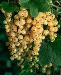 Fehér ribizli - Ribes rubrum " Witte Parel"