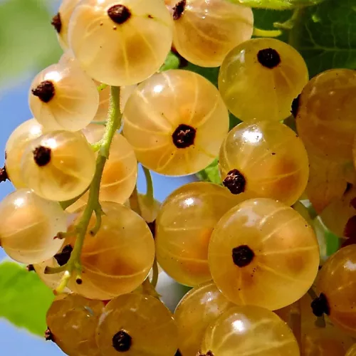 Fehér ribizli - Ribes rubrum " Witte Parel"