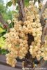 Fehér ribizli - Ribes rubrum " Witte Parel"