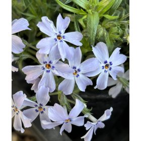 Árlevelű lángvirág - halvány kék - Phlox subulata