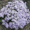 Árlevelű lángvirág - halvány kék - Phlox subulata