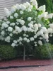 Törzses Bugás hortenzia - Hydrangea paniculata ‘Magical Candle’ - Törzs 60 cm - K10