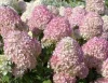 Törzses Bugás hortenzia - Hydrangea paniculata ‘Magical Candle’ - Törzs 60 cm - K10