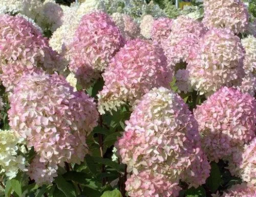 Törzses Bugás hortenzia - Hydrangea paniculata ‘Magical Candle’ - Törzs 60 cm - K10