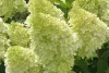 Törzses Bugás hortenzia - Hydrangea paniculata ‘Magical Candle’ - Törzs 60 cm - K10