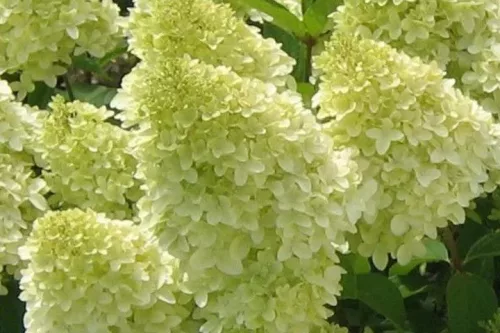 Törzses Bugás hortenzia - Hydrangea paniculata ‘Magical Candle’ - Törzs 60 cm - K10