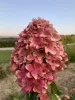 Törzses Bugás hortenzia - Hydrangea paniculata ‘Magical Candle’ - Törzs 60 cm - K10