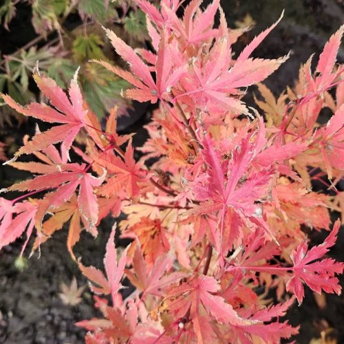 Japán juhar - Acer palmatum "Anne Irene"