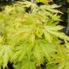 Japán juhar - Acer palmatum "Anne Irene"