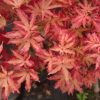 Japán juhar - Acer palmatum "Anne Irene"