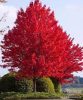 Vörös juhar - Acer rubrum "Summer Red"