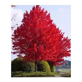 Vörös juhar - Acer rubrum "Summer Red"