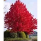 Vörös juhar - Acer rubrum "Summer Red"