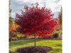 Vörös juhar - Acer rubrum "Summer Red"