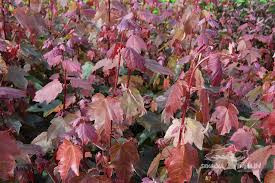 Vörös juhar - Acer rubrum "Summer Red"