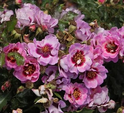 Ágyásrózsa - Rosa Trendy Babylon Eyes