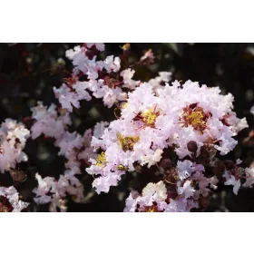   Kínai selyemmírtusz - Lagerstroemia indica - "Black Diamond Blush"