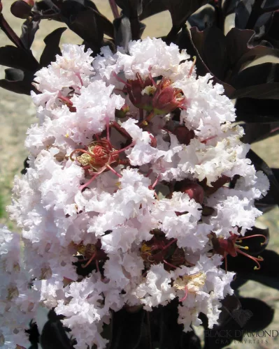 Kínai selyemmírtusz - Lagerstroemia indica - "Black Diamond Blush"
