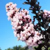 Kínai selyemmírtusz - Lagerstroemia indica - "Black Diamond Blush"