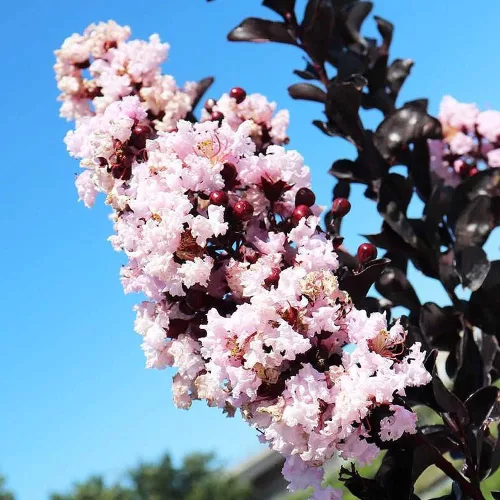 Kínai selyemmírtusz - Lagerstroemia indica - "Black Diamond Blush"