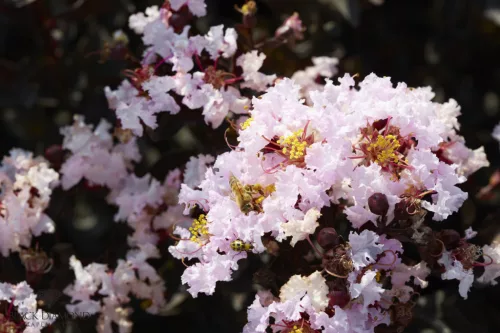 Kínai selyemmírtusz - Lagerstroemia indica - "Black Diamond Blush"