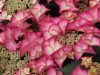 Kerti hortenzia - Hydrangea macrophylla 'Tiffany Pink" Cs12