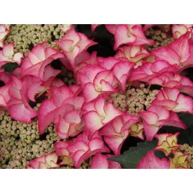   Kerti hortenzia - Hydrangea macrophylla 'Tiffany Pink" Cs12
