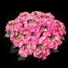 Kerti hortenzia - Hydrangea macrophylla 'Tiffany Pink" Cs12