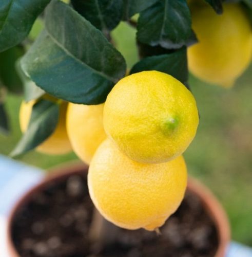 Folytontermő citrom - Limone carrubaro