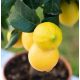 Folytontermő citrom - Limone carrubaro