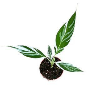 Tarka levelű díszbanán - Musa Florida Variegata