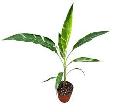 Tarka levelű díszbanán - Musa Florida Variegata