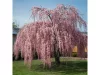 Csüngő Japán díszcseresznye - Prunus serrulata "Kiku-shidare" Törzs: 120 cm
