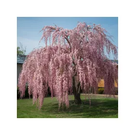   Csüngő Japán díszcseresznye - Prunus serrulata "Kiku-shidare" Törzs: 120 cm