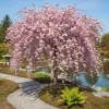 Csüngő Japán díszcseresznye - Prunus serrulata "Kiku-shidare" Törzs: 120 cm