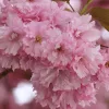 Csüngő Japán díszcseresznye - Prunus serrulata "Kiku-shidare" Törzs: 120 cm