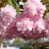 Csüngő Japán díszcseresznye - Prunus serrulata "Kiku-shidare" Törzs: 120 cm