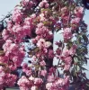 Csüngő Japán díszcseresznye - Prunus serrulata "Kiku-shidare" Törzs: 120 cm