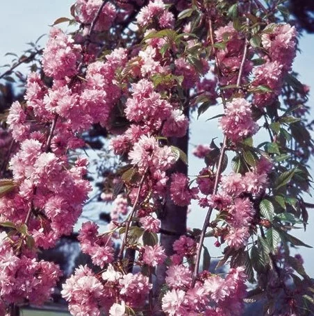 Csüngő Japán díszcseresznye - Prunus serrulata "Kiku-shidare" Törzs: 120 cm