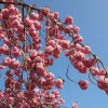 Csüngő Japán díszcseresznye - Prunus serrulata "Kiku-shidare" Törzs: 120 cm