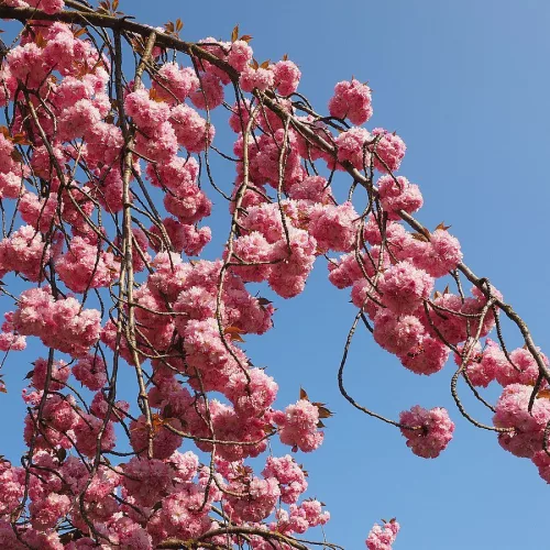 Csüngő Japán díszcseresznye - Prunus serrulata "Kiku-shidare" Törzs: 120 cm