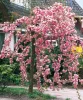Csüngő Japán díszcseresznye - Prunus serrulata "Kiku-shidare" Törzs: 120 cm