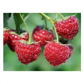 Őszi málna - Rubus idaeus "Zefa"