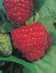 Őszi málna - Rubus idaeus "Zefa"