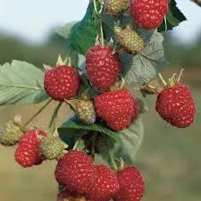 Őszi málna - Rubus idaeus "Zefa"